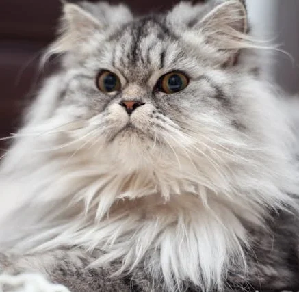 img gato persa