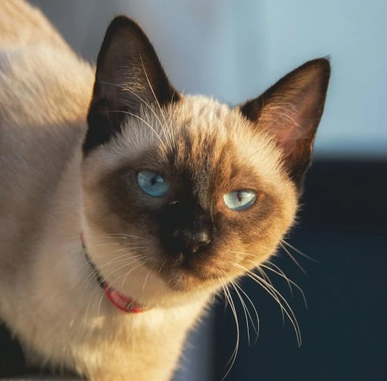img gato siamês