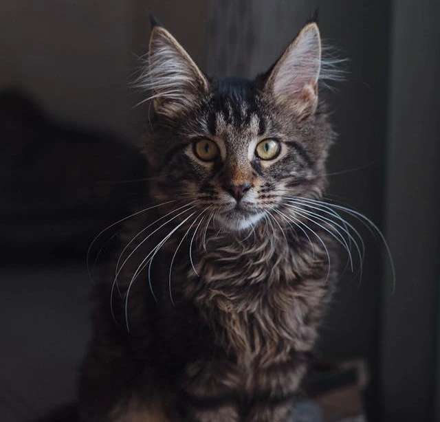 img maine coon