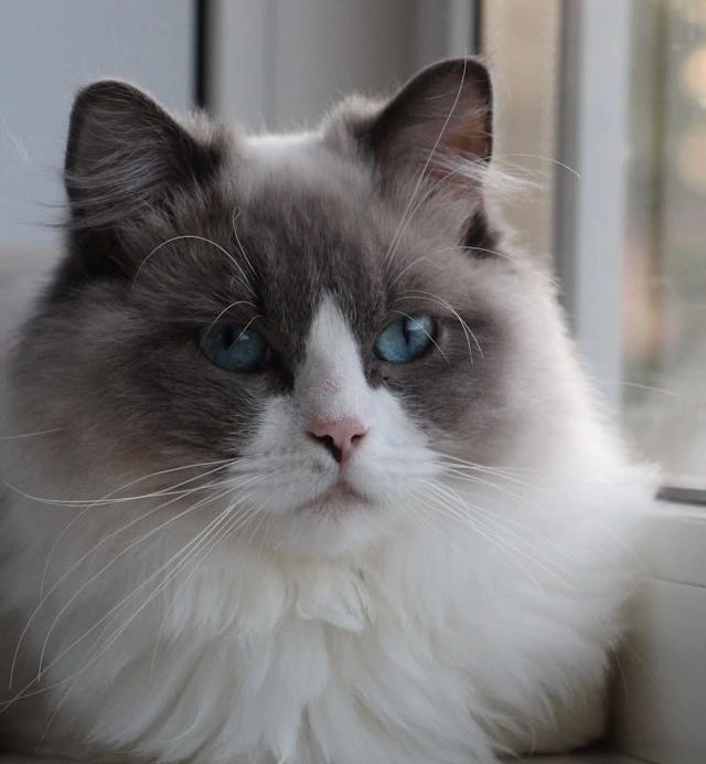img ragdoll