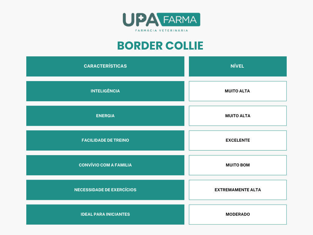 tabela border collie